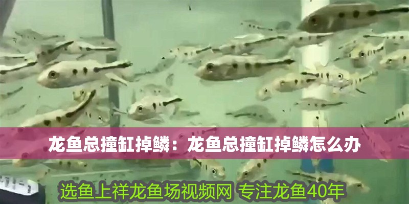 龍魚總撞缸掉鱗：龍魚總撞缸掉鱗怎么辦