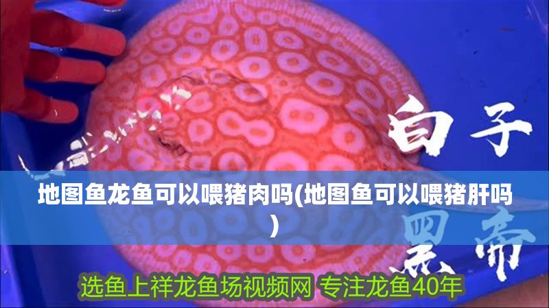 地圖魚龍魚可以喂豬肉嗎(地圖魚可以喂豬肝嗎)