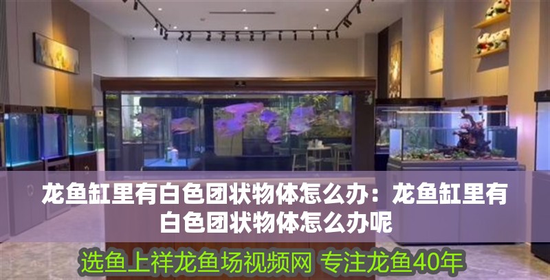 龍魚缸里有白色團狀物體怎么辦：龍魚缸里有白色團狀物體怎么辦呢
