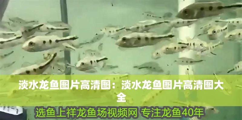 淡水龍魚圖片高清圖：淡水龍魚圖片高清圖大全