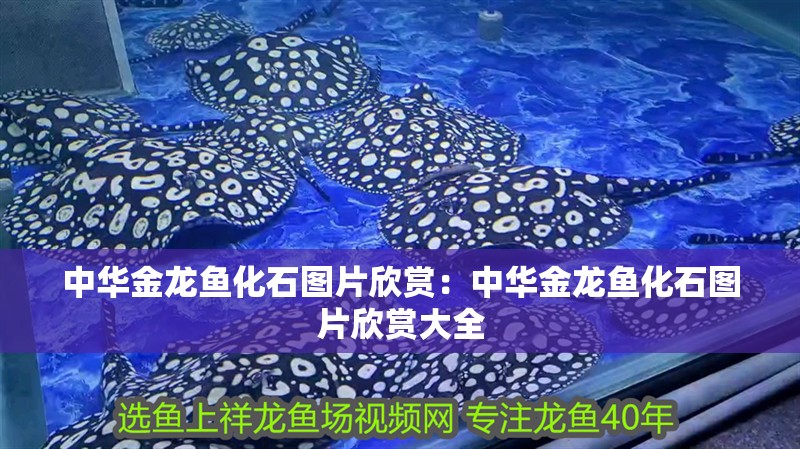 中華金龍魚化石圖片欣賞：中華金龍魚化石圖片欣賞大全