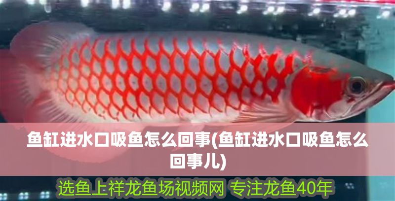 魚缸進水口吸魚怎么回事(魚缸進水口吸魚怎么回事兒)