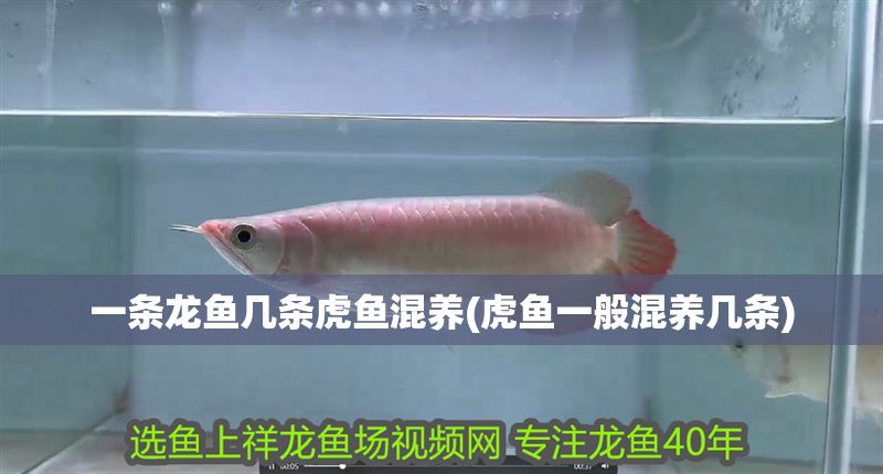一條龍魚幾條虎魚混養(虎魚一般混養幾條)