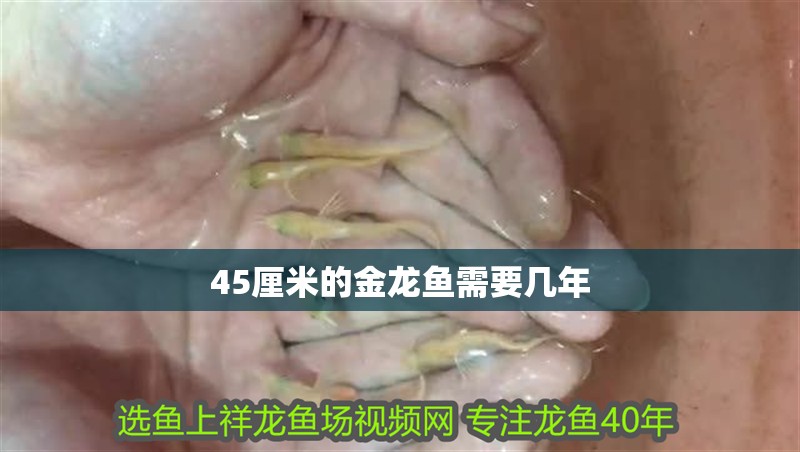 45厘米的金龍魚需要幾年