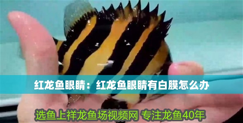紅龍魚(yú)眼睛：紅龍魚(yú)眼睛有白膜怎么辦