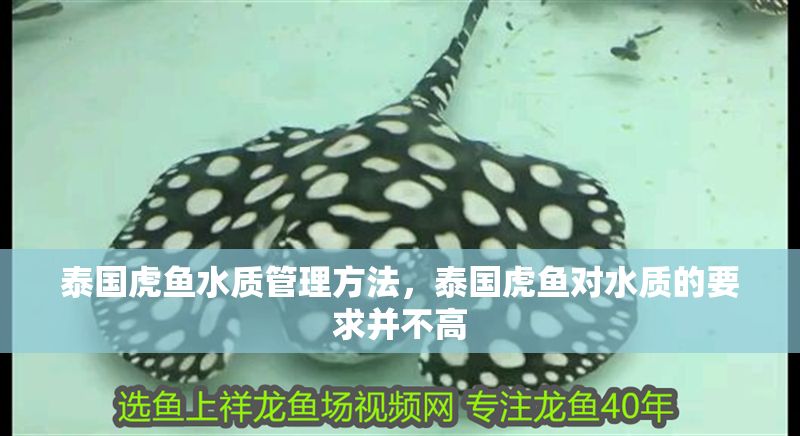 泰國虎魚水質(zhì)管理方法，泰國虎魚對水質(zhì)的要求并不高