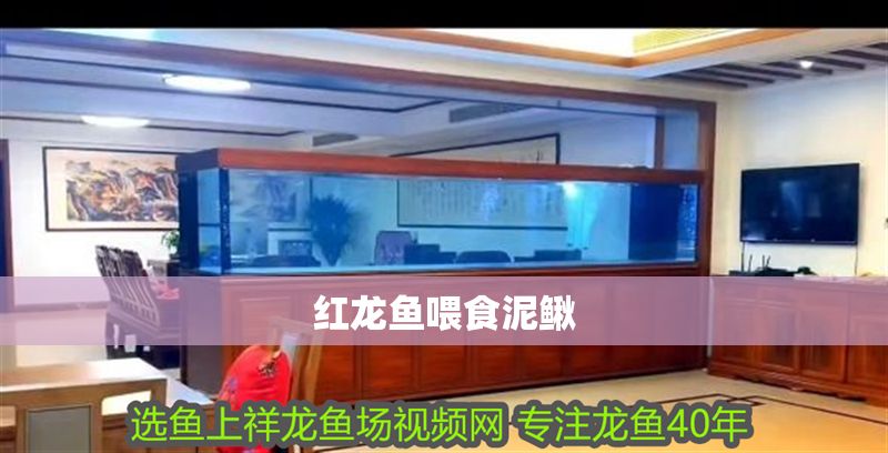 紅龍魚喂食泥鰍