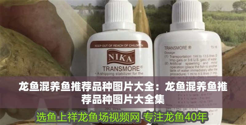 龍魚混養(yǎng)魚推薦品種圖片大全：龍魚混養(yǎng)魚推薦品種圖片大全集
