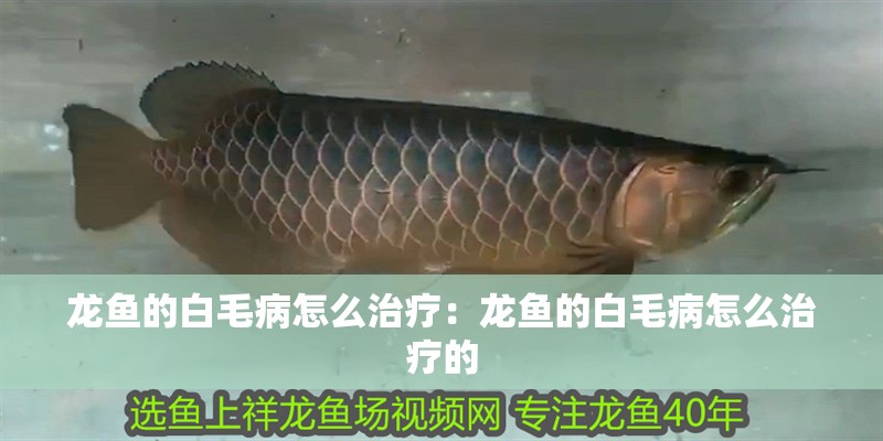 龍魚的白毛病怎么治療：龍魚的白毛病怎么治療的