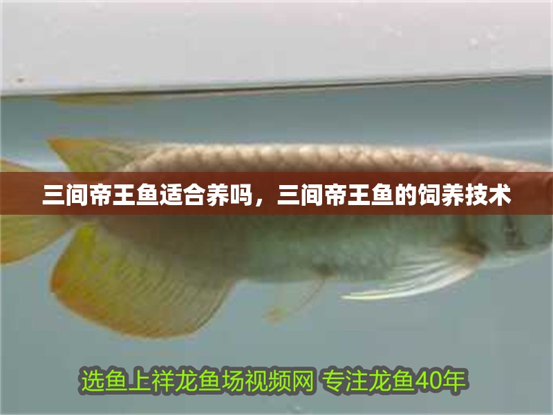 三間帝王魚適合養嗎，三間帝王魚的飼養技術