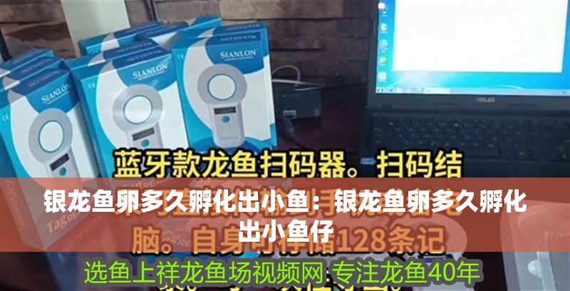 銀龍魚卵多久孵化出小魚：銀龍魚卵多久孵化出小魚仔