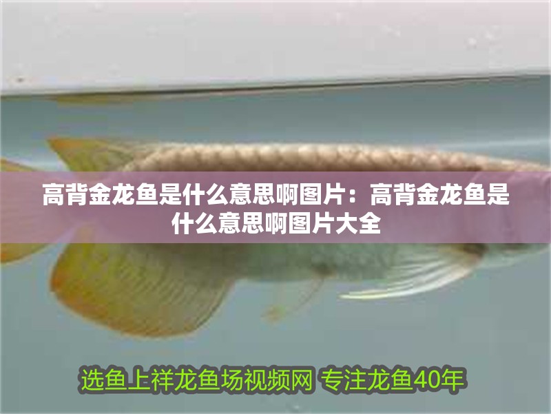 高背金龍魚是什么意思啊圖片：高背金龍魚是什么意思啊圖片大全