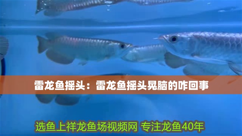 雷龍魚搖頭：雷龍魚搖頭晃腦的咋回事