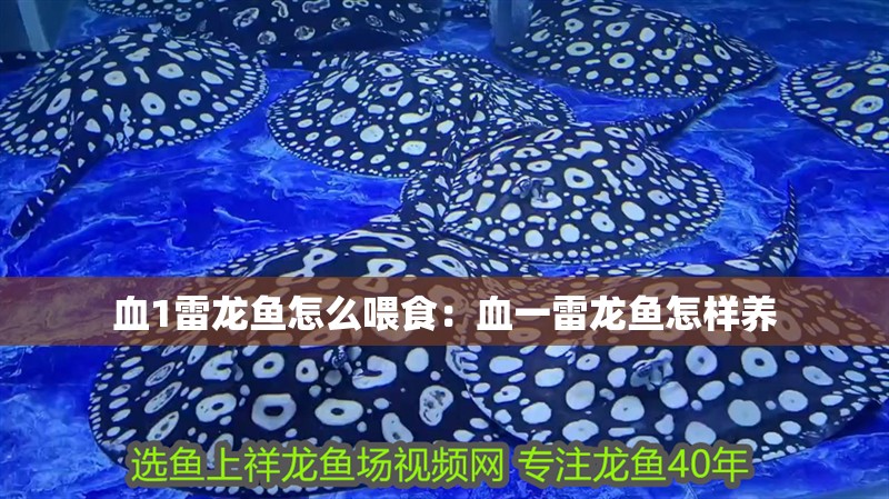 血1雷龍魚怎么喂食：血一雷龍魚怎樣養