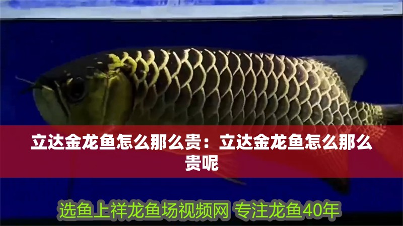 立達金龍魚怎么那么貴：立達金龍魚怎么那么貴呢
