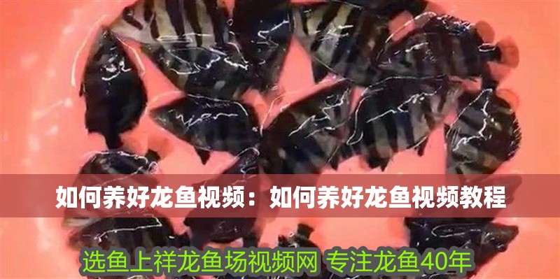 如何養(yǎng)好龍魚視頻：如何養(yǎng)好龍魚視頻教程