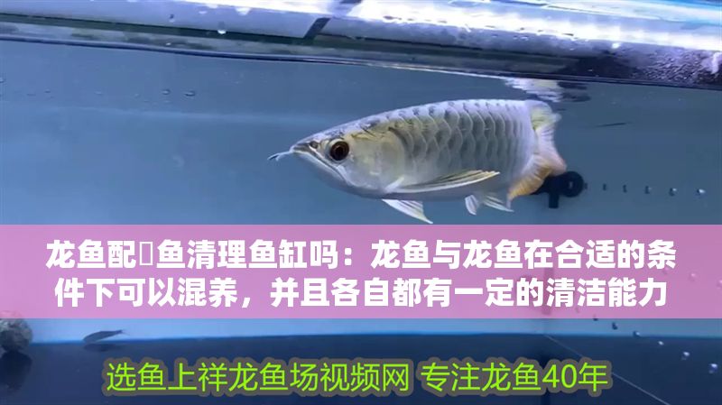 龍魚配魟魚清理魚缸嗎：龍魚與龍魚在合適的條件下可以混養，并且各自都有一定的清潔能力
