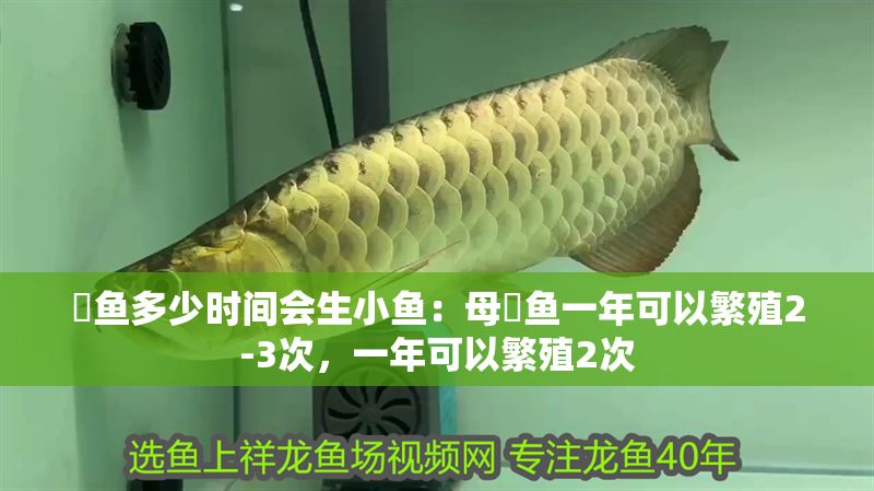 魟魚多少時間會生小魚：母魟魚一年可以繁殖2-3次，一年可以繁殖2次