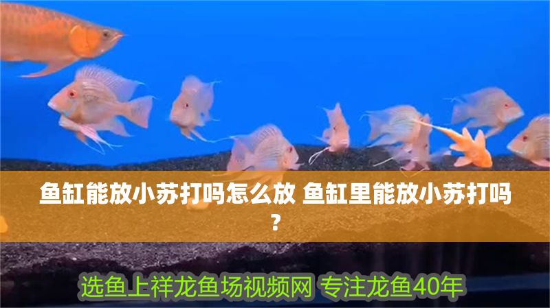 魚缸能放小蘇打嗎怎么放 魚缸里能放小蘇打嗎? 魚缸能放小蘇打嗎怎么放 魚缸里能放小蘇打嗎? 龍魚百科 第1張