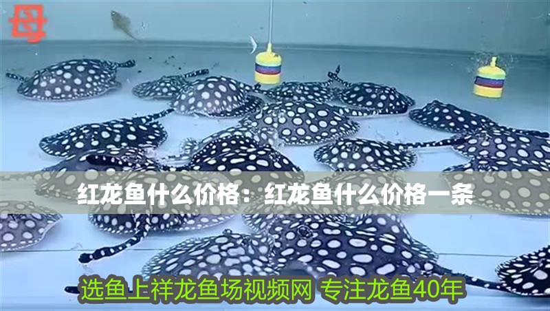 紅龍魚什么價格：紅龍魚什么價格一條