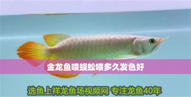 金龍魚喂蜈蚣喂多久發色好