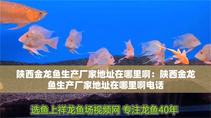 陜西金龍魚生產廠家地址在哪里啊：陜西金龍魚生產廠家地址在哪里啊電話