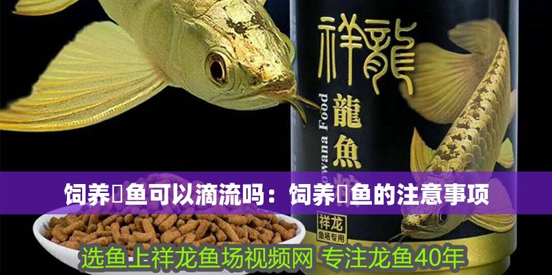 飼養魟魚可以滴流嗎：飼養魟魚的注意事項
