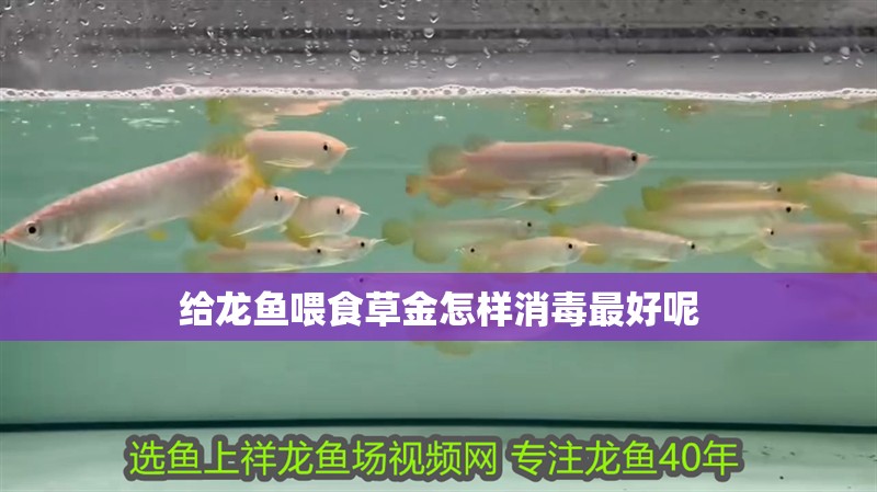 給龍魚喂食草金怎樣消毒最好呢 龍魚百科 第2張 給龍魚喂食草金怎樣消毒最好呢 給龍魚喂食草金怎樣消毒最好呢 龍魚百科 第2張