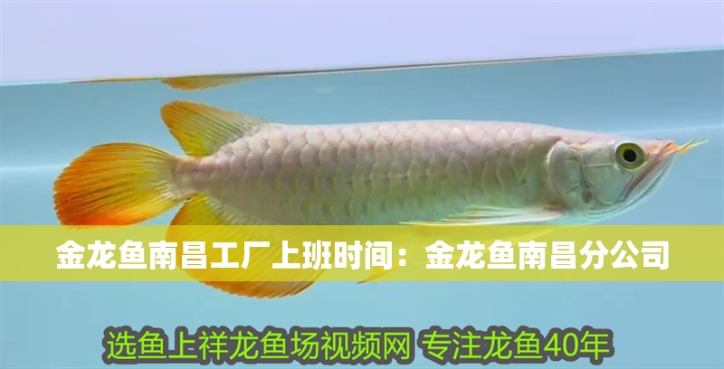 詳細(xì)閱讀:金龍魚南昌工廠上班時(shí)間:金龍魚南昌分公司 金龍魚南昌工廠上班時(shí)間:金龍魚南昌分公司