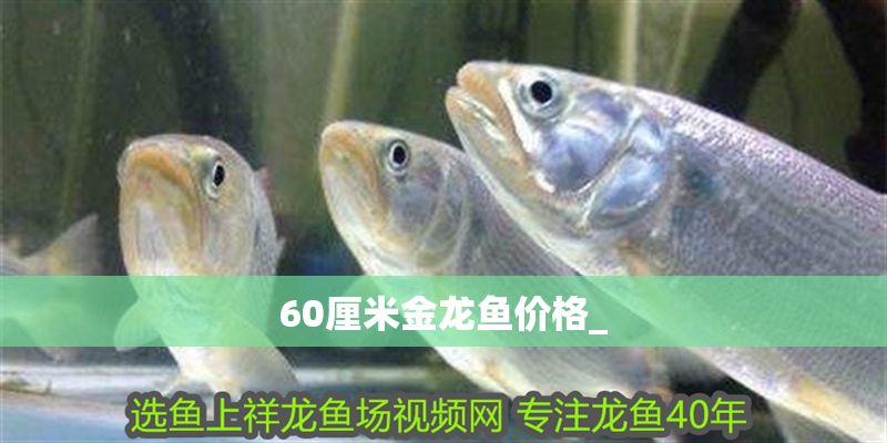 60厘米金龍魚價格_