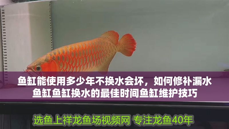 魚缸能使用多少年不換水會壞，如何修補(bǔ)漏水魚缸魚缸換水的最佳時間魚缸維護(hù)技巧