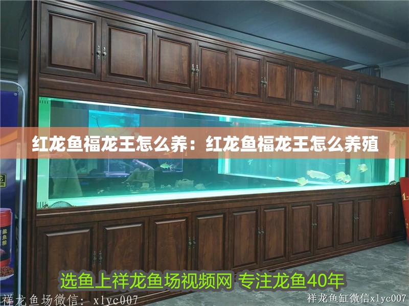 紅龍魚福龍王怎么養：紅龍魚福龍王怎么養殖 紅龍魚福龍王怎么養：紅龍魚福龍王怎么養殖 水族問答