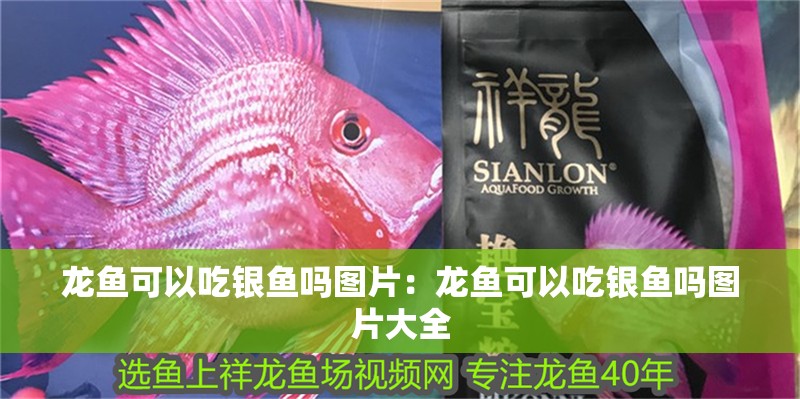 龍魚可以吃銀魚嗎圖片：龍魚可以吃銀魚嗎圖片大全