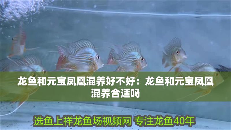 龍魚和元寶鳳凰混養(yǎng)好不好：龍魚和元寶鳳凰混養(yǎng)合適嗎