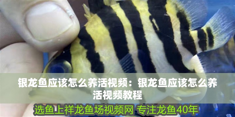 銀龍魚應該怎么養活視頻：銀龍魚應該怎么養活視頻教程