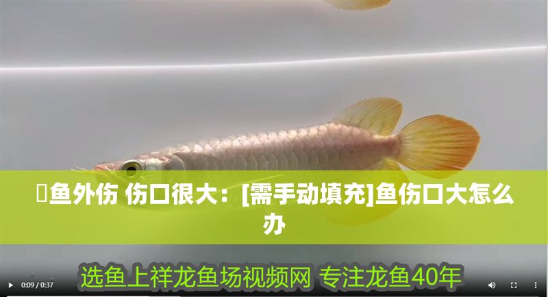 魟魚(yú)外傷 傷口很大：[需手動(dòng)填充]魚(yú)傷口大怎么辦