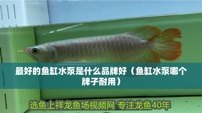 最好的魚缸水泵是什么品牌好（魚缸水泵哪個牌子耐用）