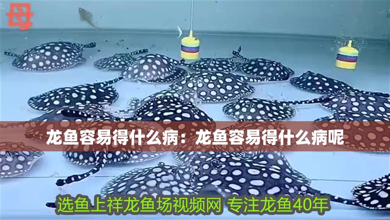 龍魚容易得什么病：龍魚容易得什么病呢