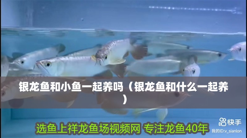 銀龍魚和小魚一起養嗎（銀龍魚和什么一起養）