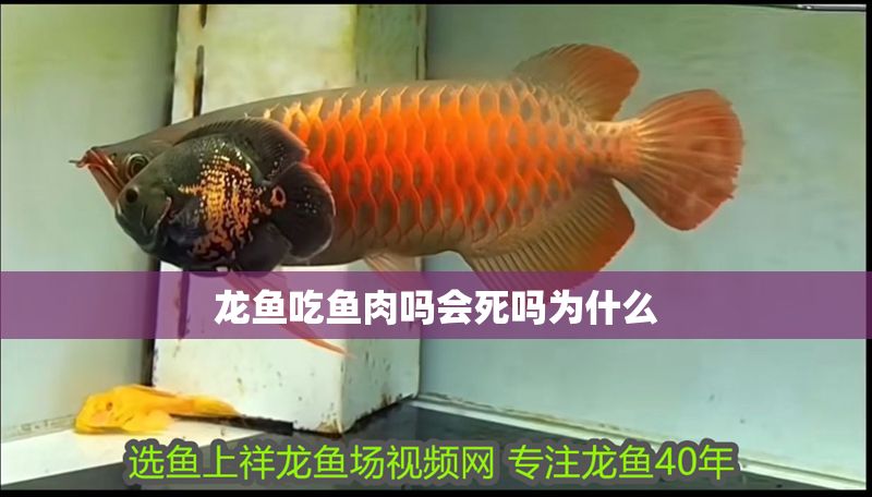 龍魚吃魚肉嗎會死嗎為什么
