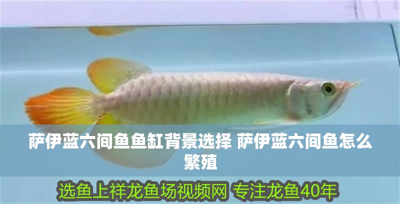薩伊藍六間魚魚缸背景選擇 薩伊藍六間魚怎么繁殖