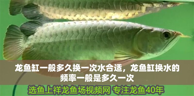 龍魚缸一般多久換一次水合適，龍魚缸換水的頻率一般是多久一次