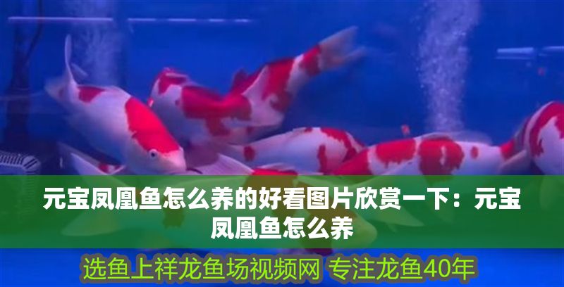 元寶鳳凰魚怎么養(yǎng)的好看圖片欣賞一下：元寶鳳凰魚怎么養(yǎng) 元寶鳳凰魚怎么養(yǎng)的好看圖片欣賞一下：元寶鳳凰魚怎么養(yǎng) 元寶鳳凰魚百科 第2張