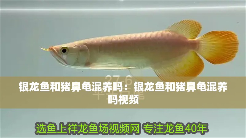 銀龍魚和豬鼻龜混養嗎：銀龍魚和豬鼻龜混養嗎視頻