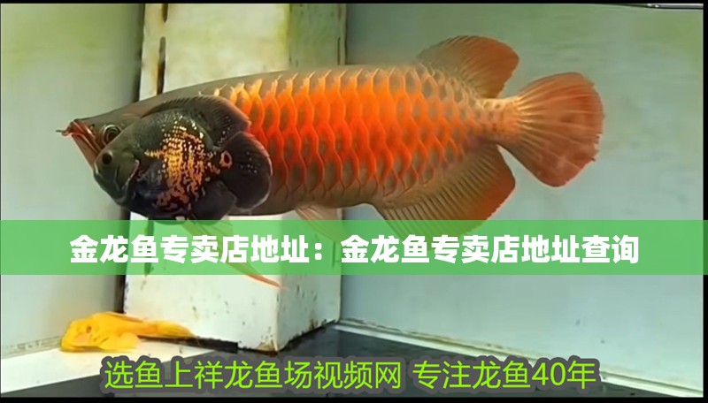 金龍魚專賣店地址：金龍魚專賣店地址查詢
