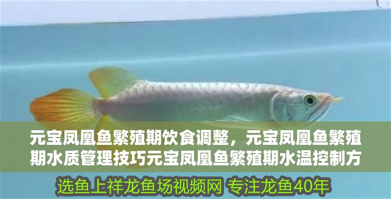 元寶鳳凰魚繁殖期飲食調(diào)整，元寶鳳凰魚繁殖期水質(zhì)管理技巧元寶鳳凰魚繁殖期水溫控制方法
