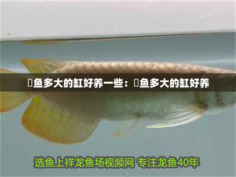 魟魚多大的缸好養(yǎng)一些：魟魚多大的缸好養(yǎng)