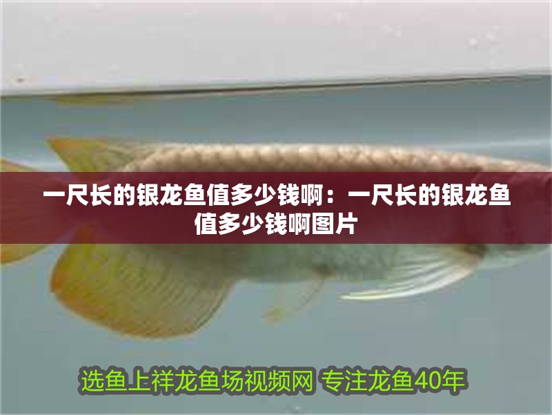 一尺長的銀龍魚值多少錢啊：一尺長的銀龍魚值多少錢啊圖片