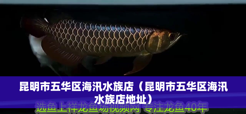 昆明市五華區(qū)海汛水族店（昆明市五華區(qū)海汛水族店地址）