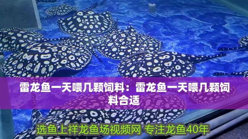 雷龍魚一天喂幾顆飼料：雷龍魚一天喂幾顆飼料合適